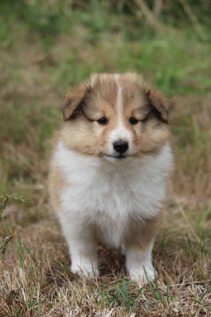 Des petites fées des sables - Chiots disponibles - Shetland Sheepdog