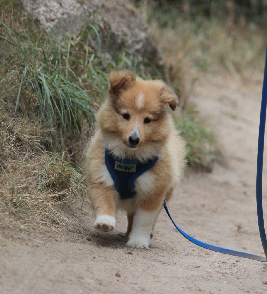 Des petites fées des sables - Chiots disponibles - Shetland Sheepdog