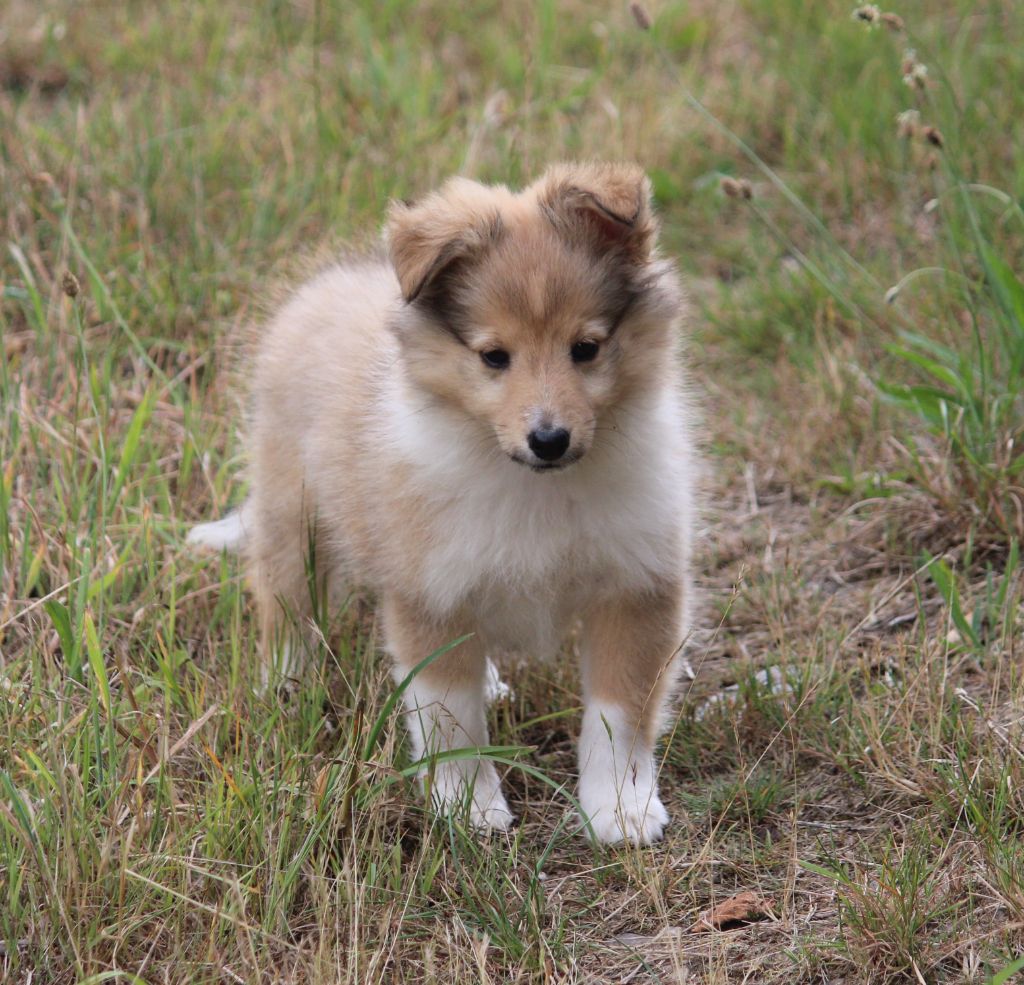Des petites fées des sables - Shetland Sheepdog - Portée née le 21/05/2025