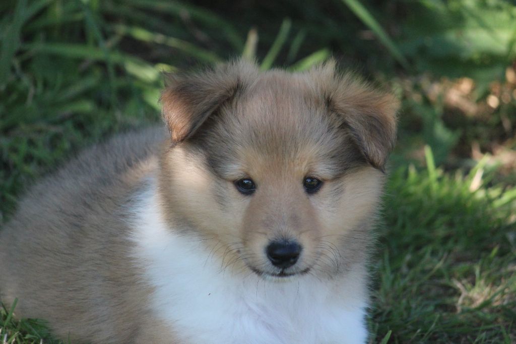 Des petites fées des sables - Chiots disponibles - Shetland Sheepdog
